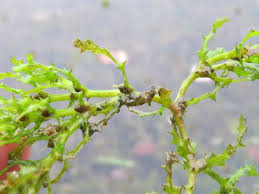 Attēlu rezultāti vaicājumam “Najas marina leaf”