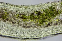 Attēlu rezultāti vaicājumam “Cladonia stellaris”