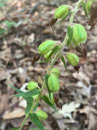 Attēlu rezultāti vaicājumam “Epipactis helleborine fruit”