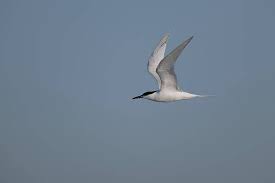 Attēlu rezultāti vaicājumam “Sterna sandvicensis adult”