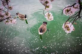 Image result for "cherry blossom" washington