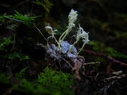 Attēlu rezultāti vaicājumam “Cordyceps polyarthra”