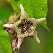 Attēlu rezultāti vaicājumam “Leonurus quinquelobatus flower”