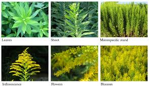 Attēlu rezultāti vaicājumam “Solidago canadensis leaf”