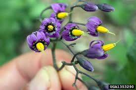 Attēlu rezultāti vaicājumam “Solanum dulcamara flower”