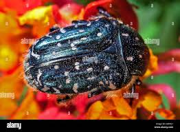 Attēlu rezultāti vaicājumam “Oxythyrea funesta”