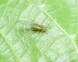 Attēlu rezultāti vaicājumam “Drepanosiphum platanoidis”