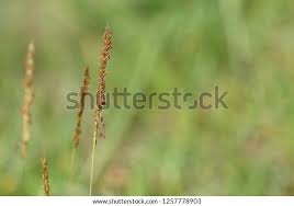 Attēlu rezultāti vaicājumam “Alopecurus aequalis”