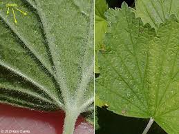 Attēlu rezultāti vaicājumam “Ribes nigrum leaf”