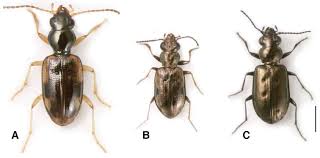 Attēlu rezultāti vaicājumam “Bembidion sp.”