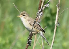 Attēlu rezultāti vaicājumam “Hippolais caligata”