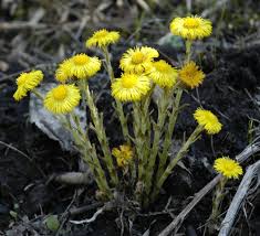 Attēlu rezultāti vaicājumam “Tussilago farfara flower”