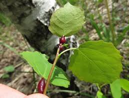 Attēlu rezultāti vaicājumam “Contarinia petioli”