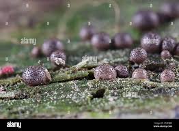 Attēlu rezultāti vaicājumam “Lycogala botrydium young”