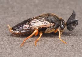 Attēlu rezultāti vaicājumam “Diprionidae cocoon”