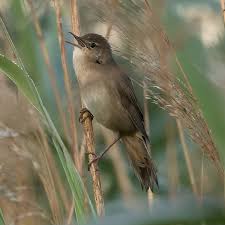 Image result for Locustella luscinioides