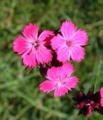 Image result for Dianthus carthusianorum