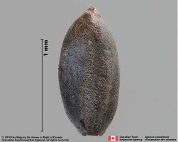 Attēlu rezultāti vaicājumam “Cyperus fuscus fruit”