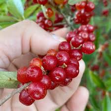 Attēlu rezultāti vaicājumam “Comatricha ellae macro”