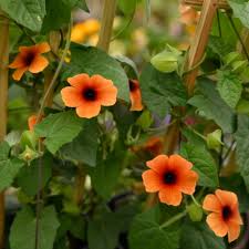 Image result for Thunbergia alata