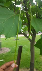 Attēlu rezultāti vaicājumam “Catalpa ovata”