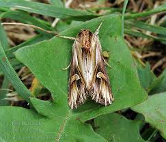 Attēlu rezultāti vaicājumam “Actinotia polyodon”