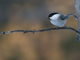 Attēlu rezultāti vaicājumam “Poecile montanus”