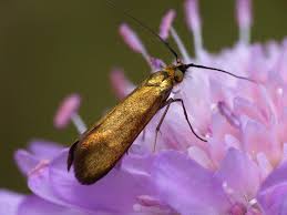 Attēlu rezultāti vaicājumam “Nemophora metallica”
