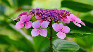 Attēlu rezultāti vaicājumam “Hydrangea”