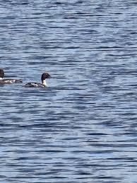 Attēlu rezultāti vaicājumam “Bucephala clangula juvenile”