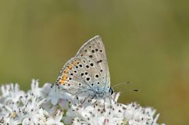 Attēlu rezultāti vaicājumam “Lycaena alciphron underside”