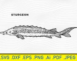 Image result for Acipenser oxyrinchus