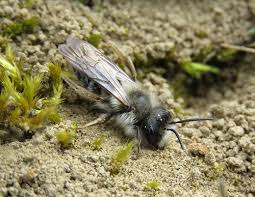 Attēlu rezultāti vaicājumam “Andrena vaga”