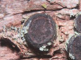 Attēlu rezultāti vaicājumam “Biscogniauxia marginata”