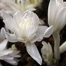 Attēlu rezultāti vaicājumam “Colchicum autumnale flower”