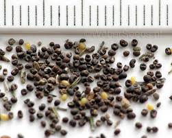 Attēlu rezultāti vaicājumam “Galium album fruit”