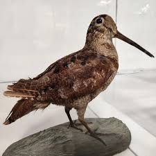 Attēlu rezultāti vaicājumam “Scolopax rusticola nest”