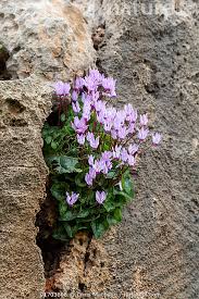 Image result for Cyclamen persicum