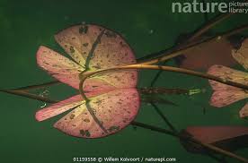 Attēlu rezultāti vaicājumam “Nymphaea alba leaf”