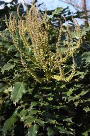 Attēlu rezultāti vaicājumam “Mahonia aquifolium bud”