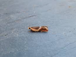 Attēlu rezultāti vaicājumam “Ancylis badiana”