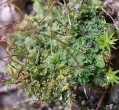 Attēlu rezultāti vaicājumam “Blepharostoma trichophyllum sporophyte”