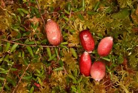 Attēlu rezultāti vaicājumam “Oxycoccus palustris fruit”