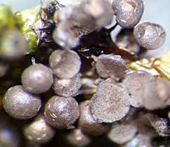 Attēlu rezultāti vaicājumam “Lycogala cf. oleocrystalliferum”