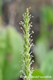 Attēlu rezultāti vaicājumam “Plantago major flower”