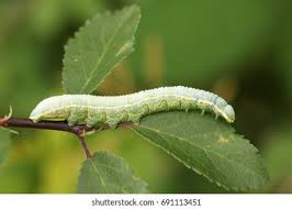 Attēlu rezultāti vaicājumam “Pterostoma palpina larva”