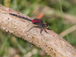 Attēlu rezultāti vaicājumam “Leucorrhinia dubia male”