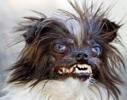 Image result for ugliest dog