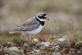 Attēlu rezultāti vaicājumam “Charadrius hiaticula adult”