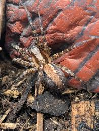 Attēlu rezultāti vaicājumam “Agelenidae”